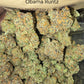 DOPE PROS EXOTIC 7G FLOWER